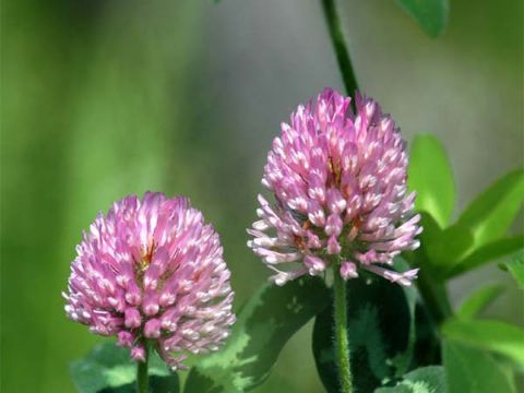 Red Clover Extract 
